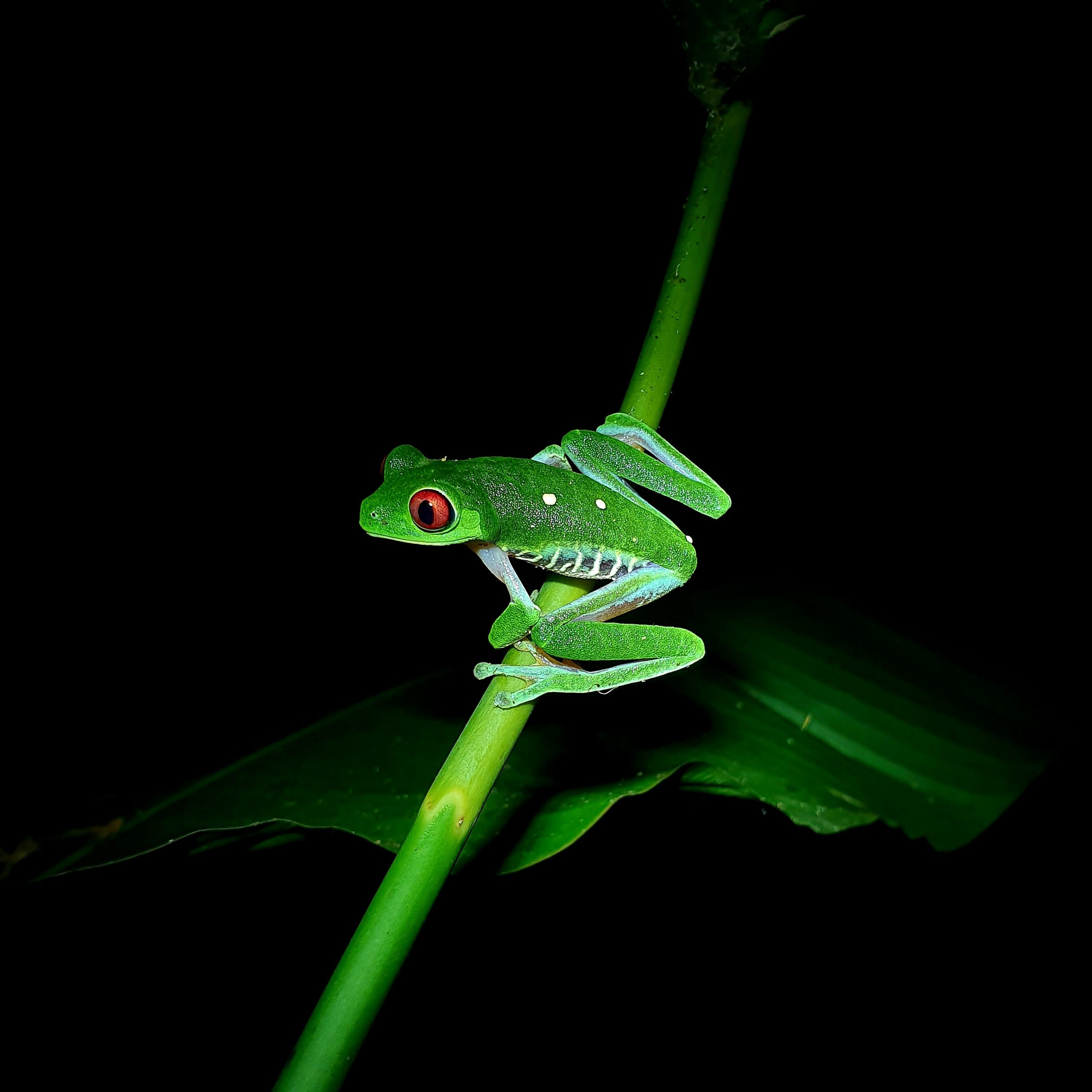 Red eyes frog Osa Peninsula