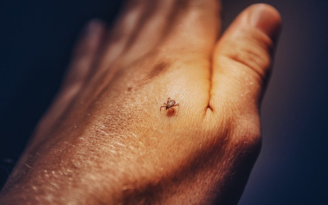 Ticks and Lyme disease in Corcovado: Myth or Reality?